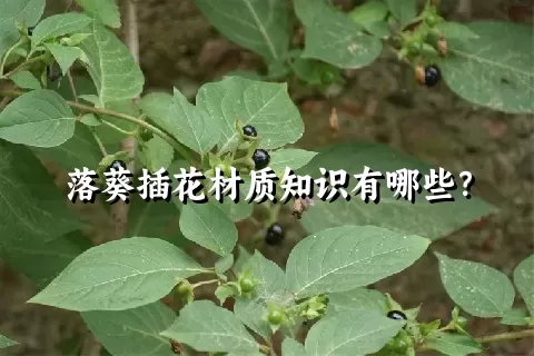 落葵插花材质知识有哪些？