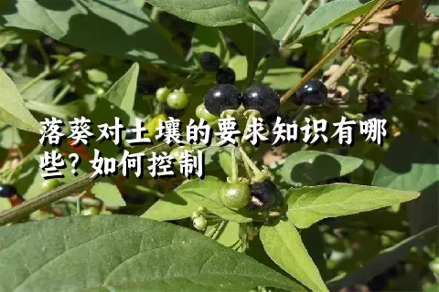 落葵对土壤的要求知识有哪些？如何控制