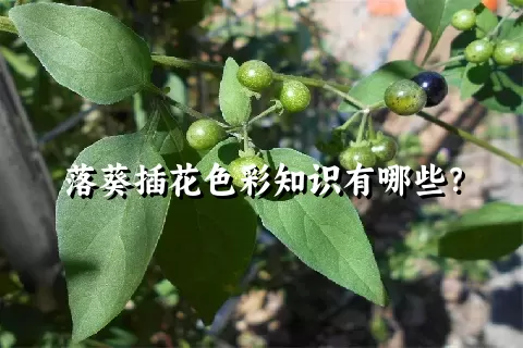 落葵插花色彩知识有哪些？