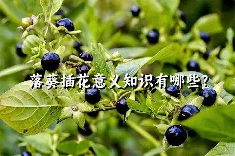 落葵插花意义知识有哪些？