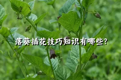 落葵插花技巧知识有哪些？