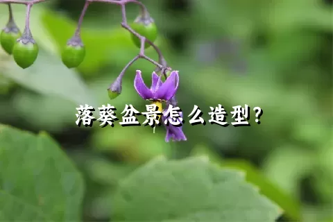 落葵盆景怎么造型？