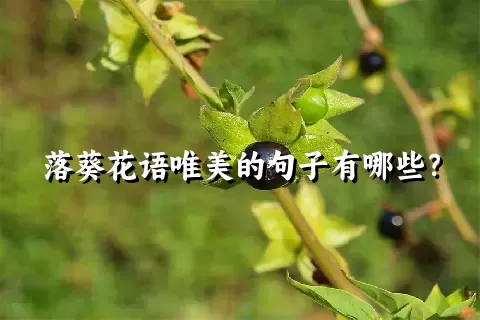 落葵花语唯美的句子有哪些？