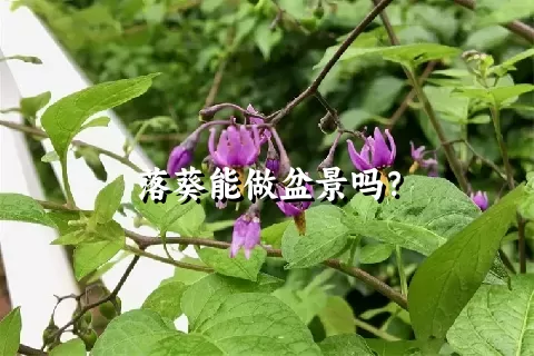 落葵能做盆景吗？