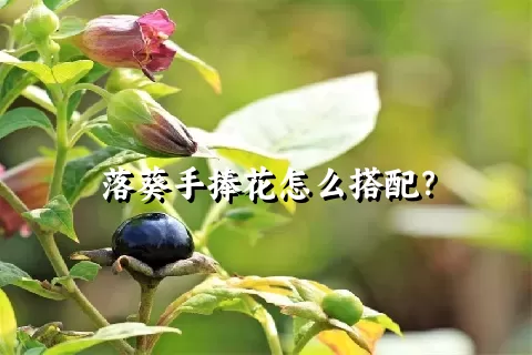 落葵手捧花怎么搭配？