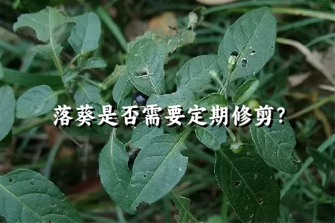 落葵是否需要定期修剪？