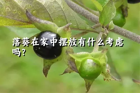 落葵在家中摆放有什么考虑吗？