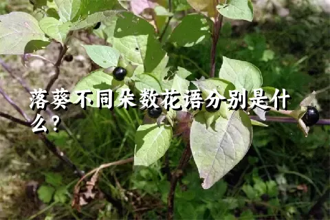 落葵不同朵数花语分别是什么？