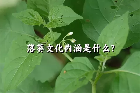 落葵文化内涵是什么？