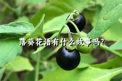 落葵花语有什么故事吗？