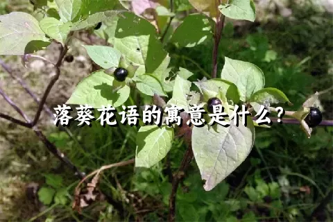 落葵花语的寓意是什么？