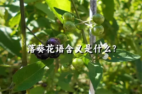 落葵花语含义是什么？