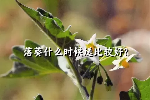 落葵什么时候送比较好？