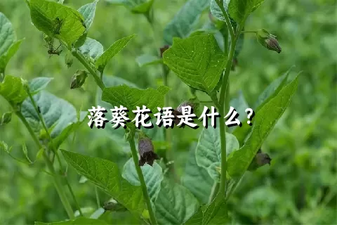 落葵花语是什么？