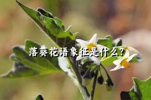 落葵花语象征是什么？