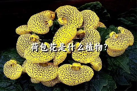 荷包花是什么植物？