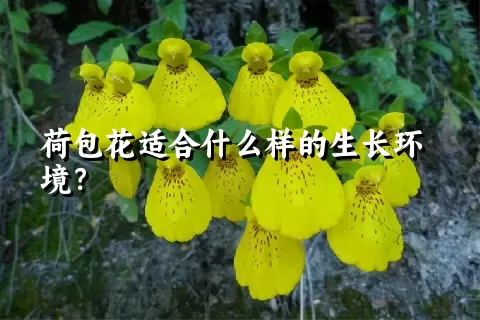 荷包花适合什么样的生长环境？