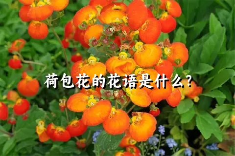 荷包花的花语是什么？