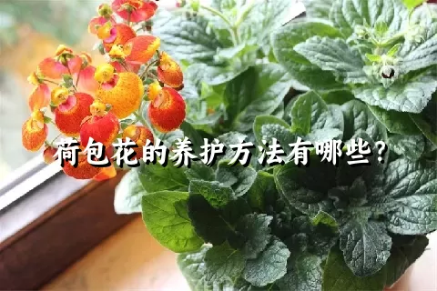 荷包花的养护方法有哪些？