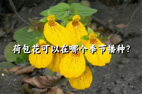 荷包花可以在哪个季节播种？