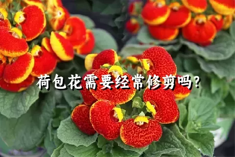 荷包花需要经常修剪吗？