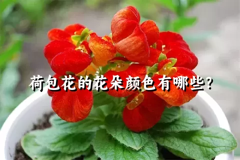 荷包花的花朵颜色有哪些？