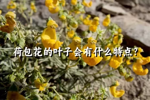 荷包花的叶子会有什么特点？