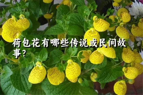 荷包花有哪些传说或民间故事？