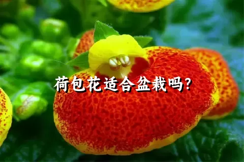 荷包花适合盆栽吗？