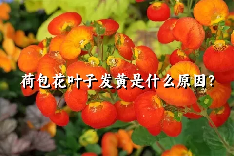 荷包花叶子发黄是什么原因？