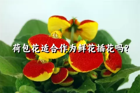 荷包花适合作为鲜花插花吗？