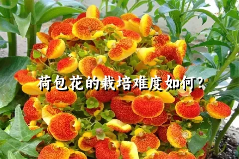 荷包花的栽培难度如何？