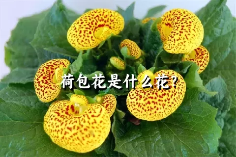 荷包花是什么花？