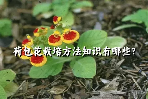 荷包花栽培方法知识有哪些？