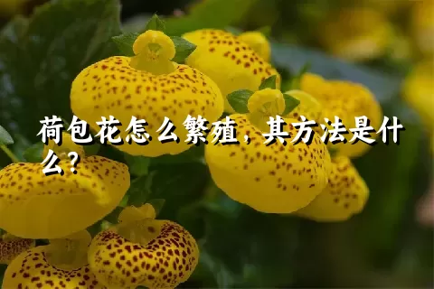 荷包花怎么繁殖，其方法是什么？