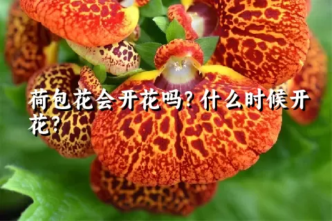 荷包花会开花吗？什么时候开花？