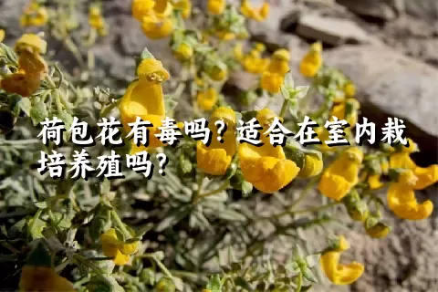 荷包花有毒吗？适合在室内栽培养殖吗？