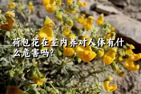 荷包花在室内养对人体有什么危害吗？