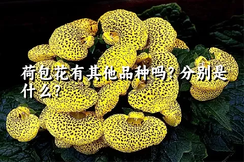 荷包花有其他品种吗？分别是什么？