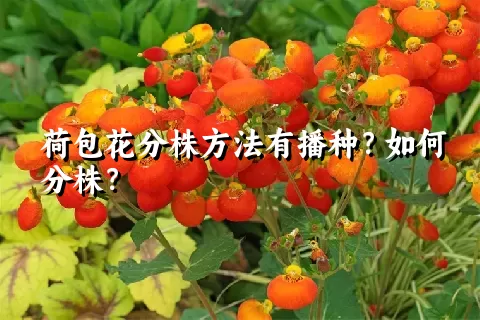 荷包花分株方法有播种？如何分株？