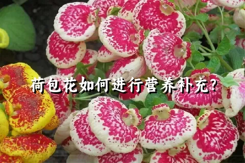 荷包花如何进行营养补充？