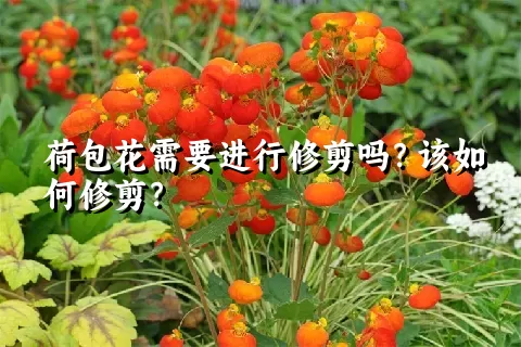 荷包花需要进行修剪吗？该如何修剪？