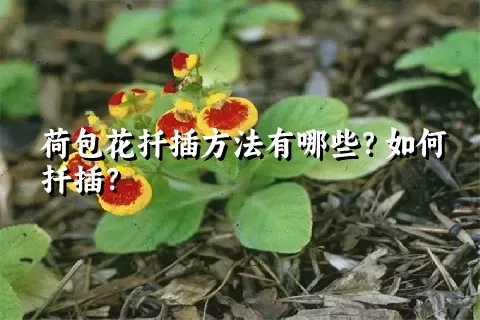 荷包花扦插方法有哪些？如何扦插？