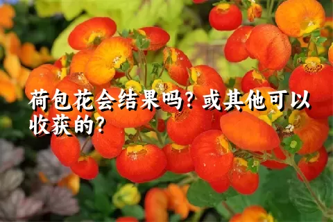 荷包花会结果吗？或其他可以收获的？