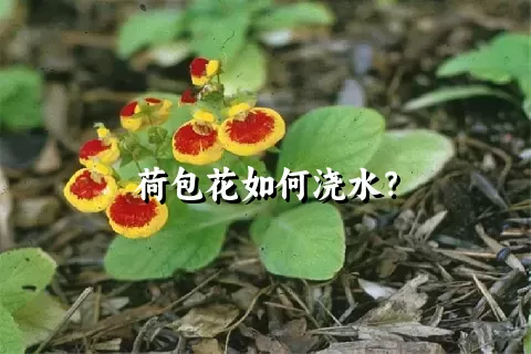 荷包花如何浇水？