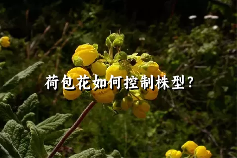 荷包花如何控制株型？