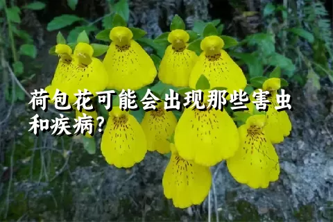 荷包花可能会出现那些害虫和疾病？