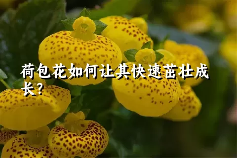 荷包花如何让其快速茁壮成长？