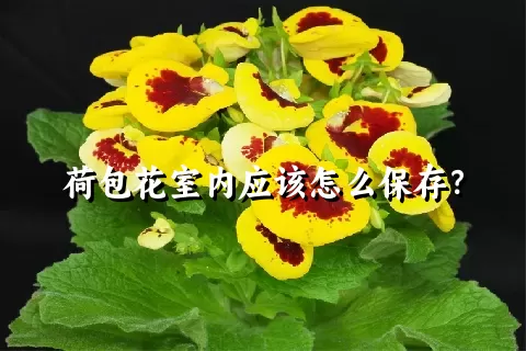 荷包花室内应该怎么保存？