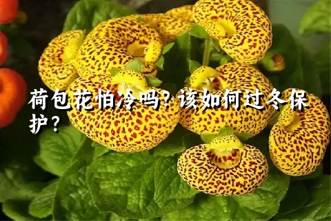 荷包花怕冷吗？该如何过冬保护？